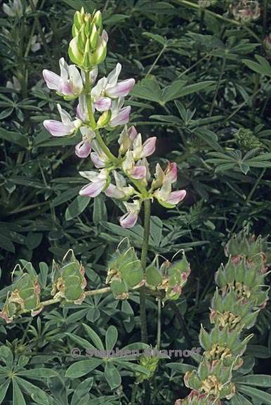 lupinus microcarpus var densiflorus 8 graphic